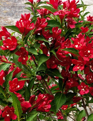 Вейгела `Олл Саммер Ред`, Weigela `All Summer Red` ® | СадПарад